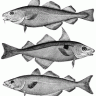 3fish