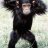 Primate