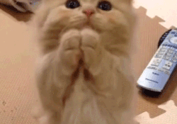 tumblr_nvlgicbeWH1r3lrt6o1_250.gif
