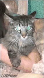 tumblr_nq4hxumkBf1tlb56zo1_250.gif