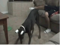 dMvcn.gif