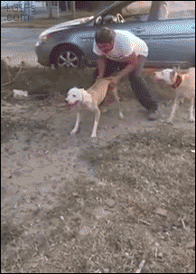 tumblr_npjxpg5Iw61tlb56zo1_250.gif