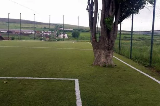PAY-Tree-on-football-pitch.jpg
