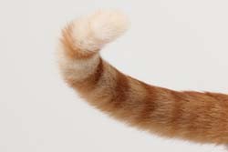 Cat-Tail-Fotolia_61670668_XS.jpg