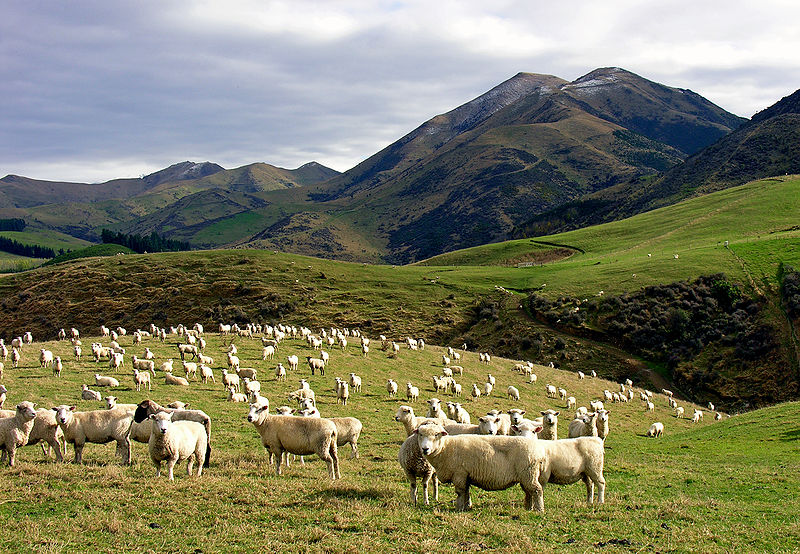 800px-whitecliffs_sheep.jpg
