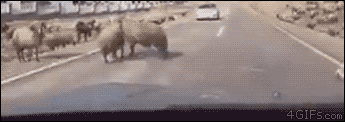 tumblr_nj0kq1PshC1qdlh1io1_400.gif