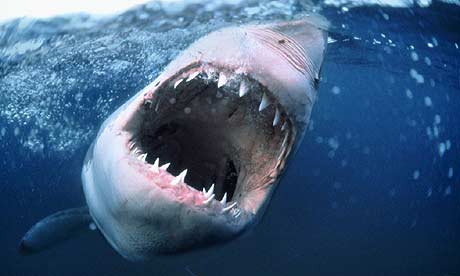 shark460.jpg