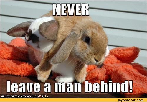 funny-pictures-d-awwwww-auto-rabbit-382467.jpeg