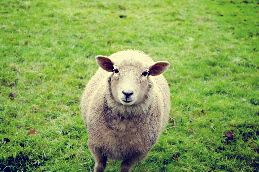 baaaa_ram_ewe__by_jangopop-d4qqc7q.jpg