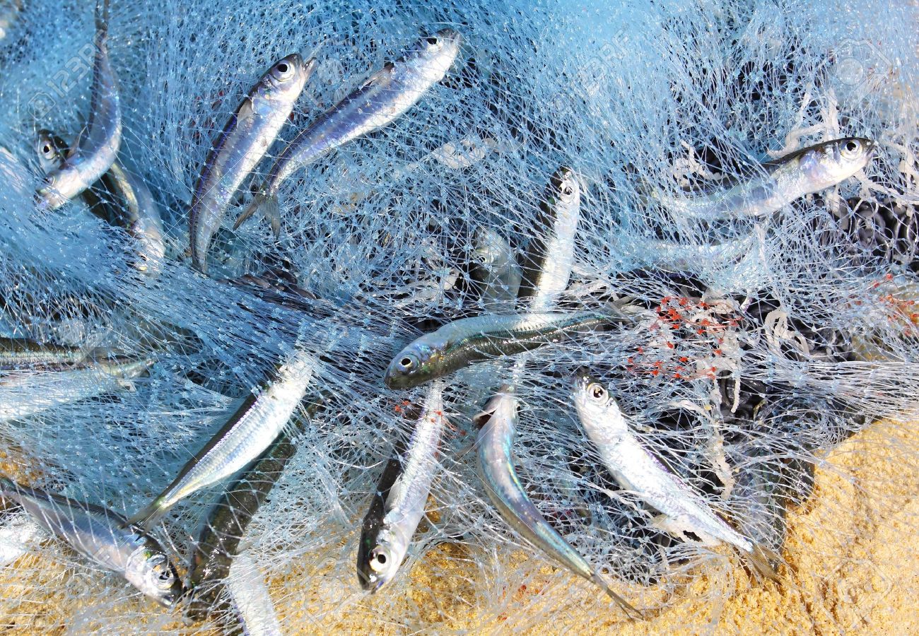 10308736-Fish-in-a-fishing-nets--Stock-Photo-net.jpg