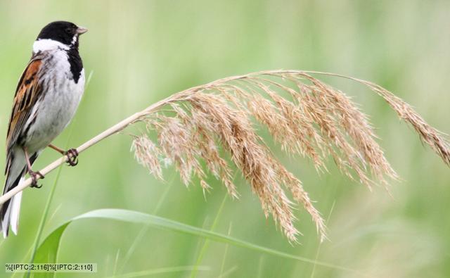 reed_bunting_1.jpg