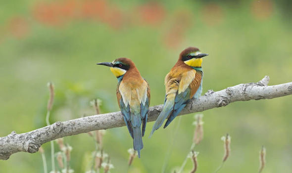 New-birds-601358.jpg