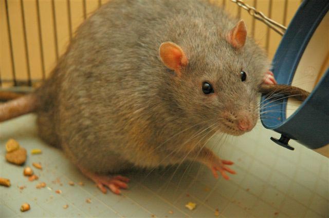 Rat_diabetic.jpg