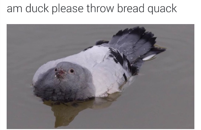 SgLUmv9.jpg