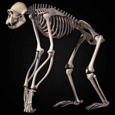 49b1a1f5af5d00f71f8a1451fd38f076--skeleton-model-the-skulls.jpg