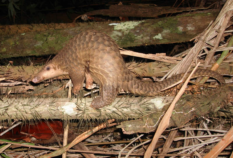 Pangolin_borneo.jpg