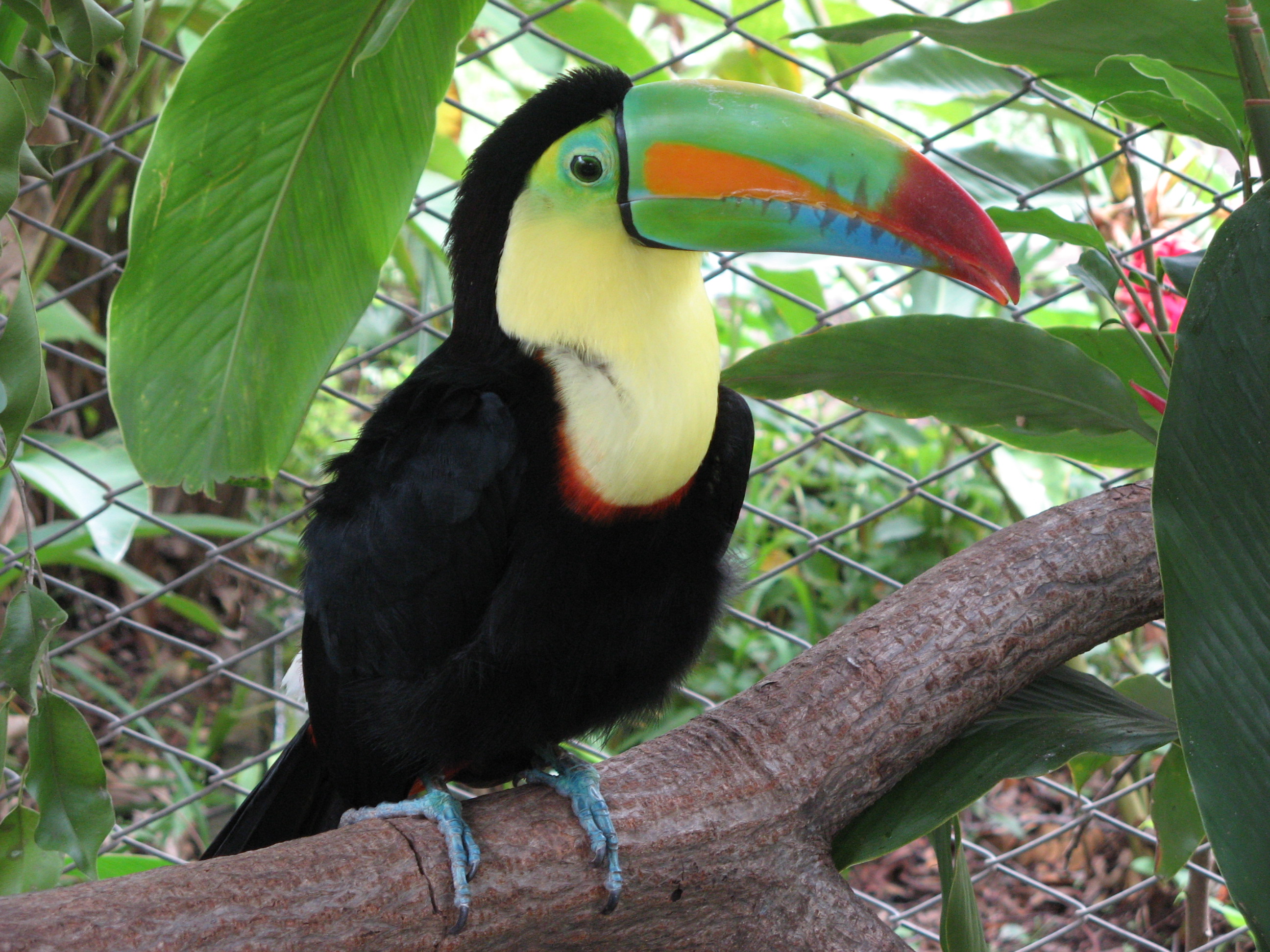 Keel-billed_toucan,_costa_rica.jpg