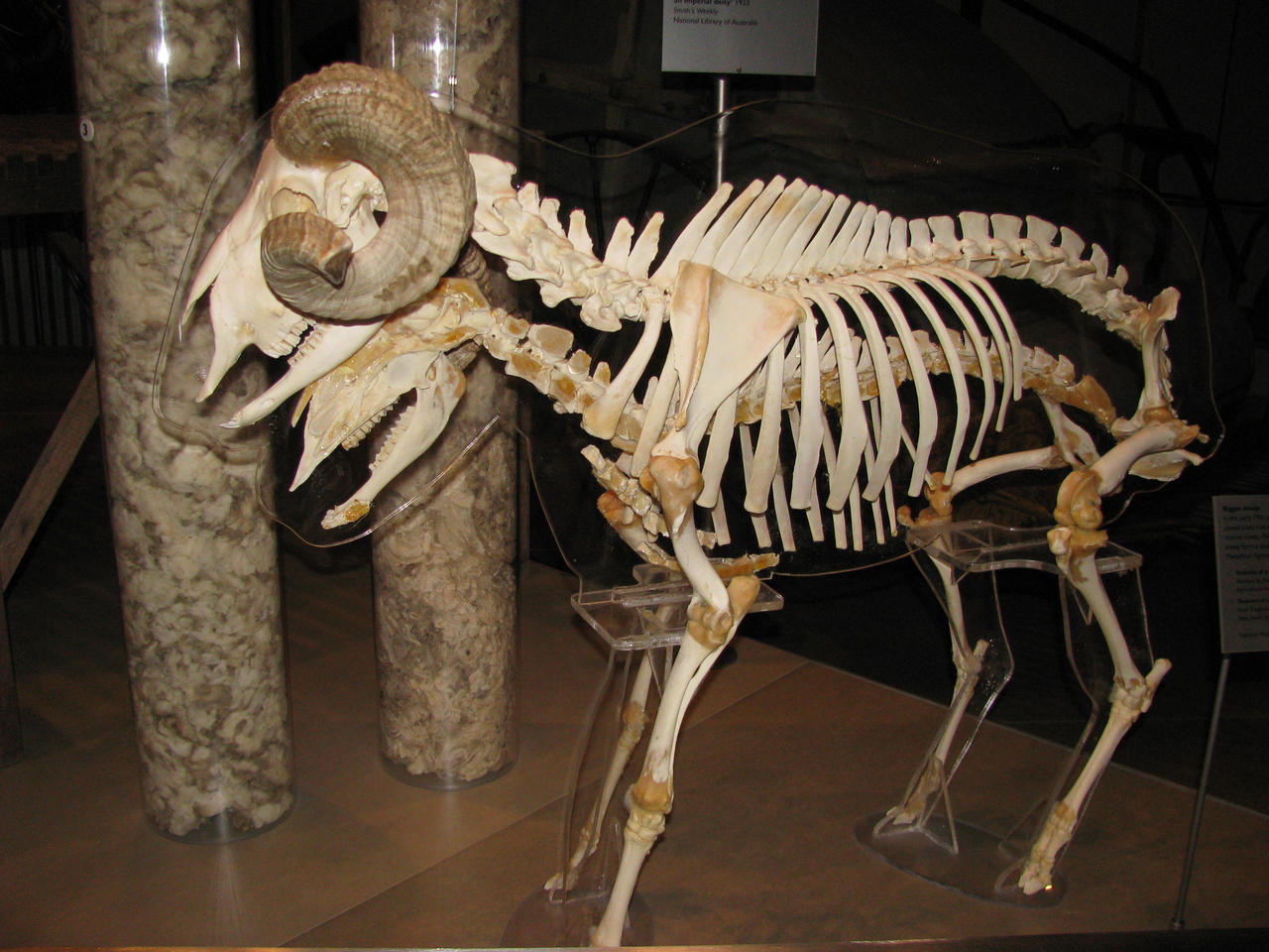 sheep_bones_mind_matter_by_mind_matter.jpg