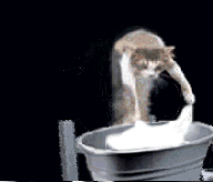 reverse-1250181970_cat_doing_the_laundry.gif