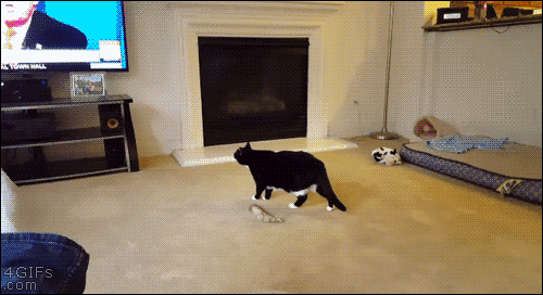 tumblr_obxevkQXum1tlb56zo1_500.gif