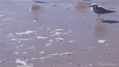 fe9f1dc17bcd9665.gif