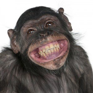 Happy-Chimp-300x300.jpg