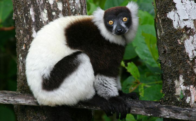 zooan_blackwhiteruffedlemur_687w.jpg