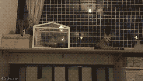 tumblr_nnuxhkAsHy1tlb56zo1_500.gif