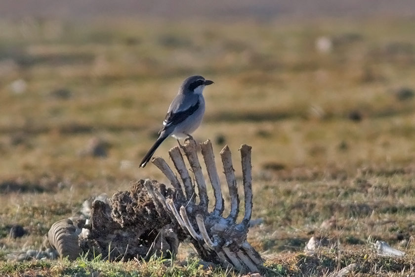 Southern-Grey-Shrike-carcass_0994.jpg