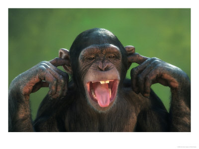 chimp-earsplugged.jpg