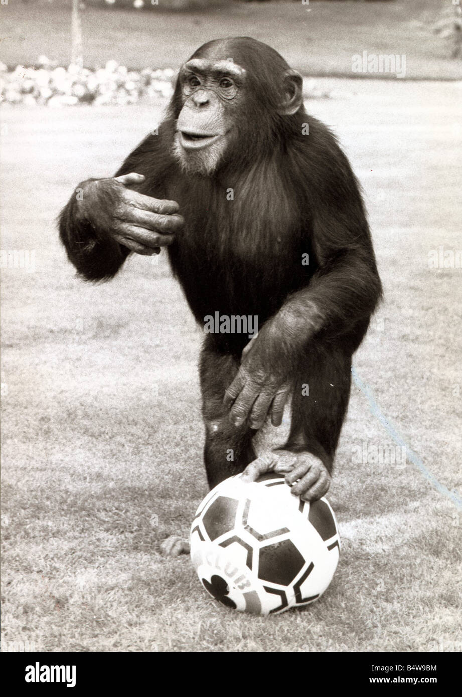 william-the-chimp-with-his-football-at-twycross-zoo-in-leiciestershire-B4W9BM.jpg