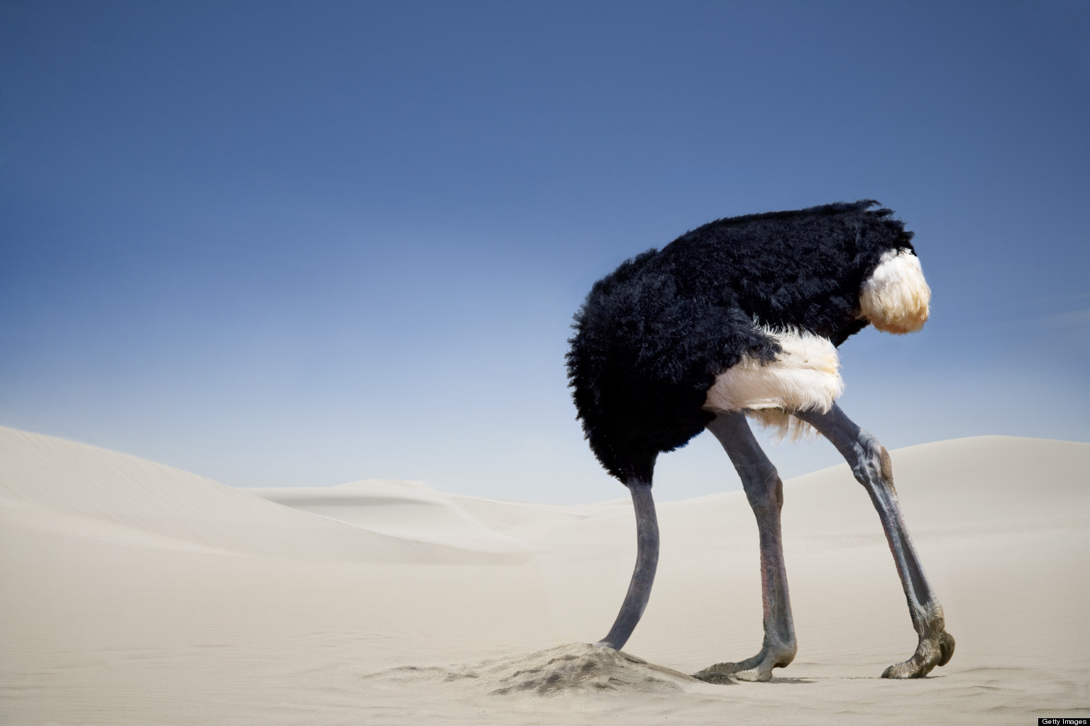 ostrich-head-in-sand.jpg