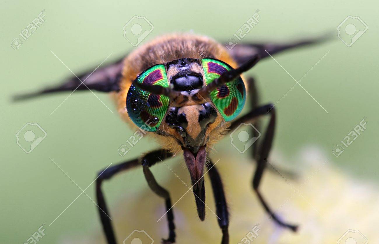 35250499-Eyes-of-an-insect-Portrait-of-a-Gadfly-Hybomitra-horse-fly-head-closeup-Stock-Photo.jpg