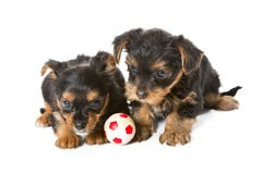 puppies-ball-two-little-yorkshire-terrier-puppy-toy-isolated-white-background-53430661.jpg
