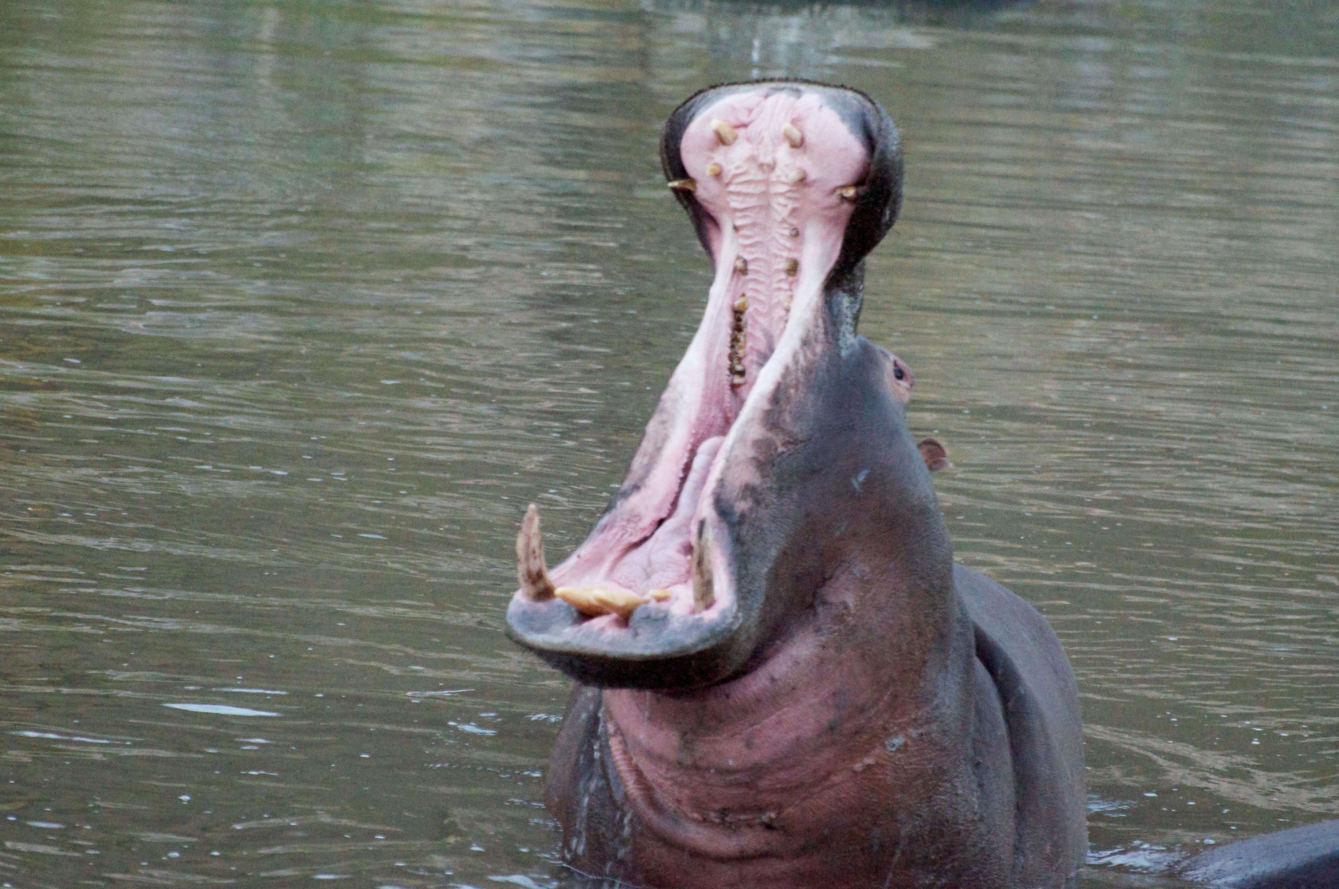 Hippo_mouth_opening.jpg