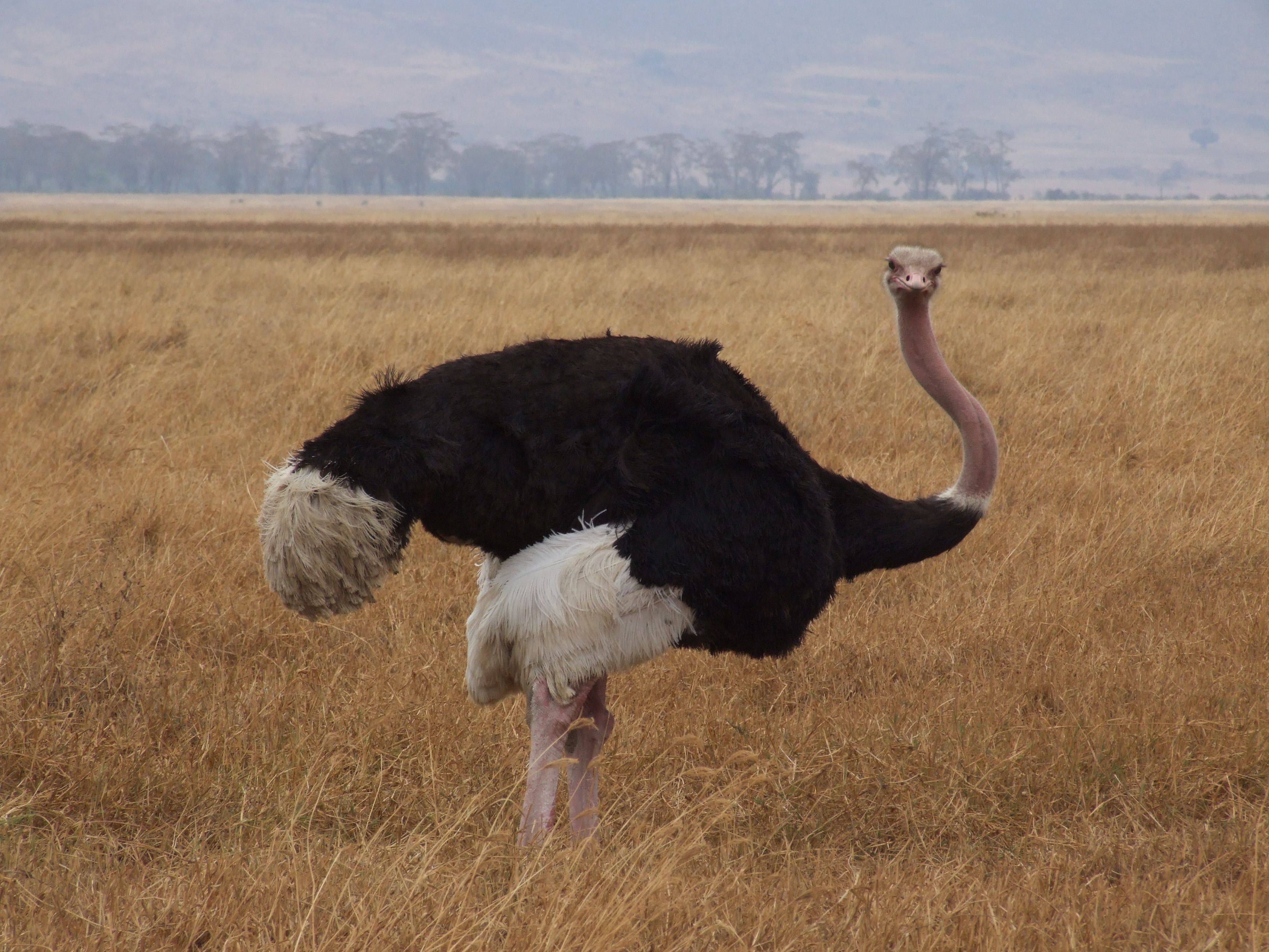 Ostrich_Ngorongoro_05.jpg