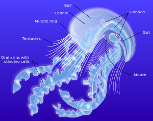 300px-Anatomy_of_a_jellyfish-en.svg.png